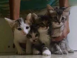Gato raça Mista idade 2 a 6 meses nome Gato