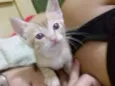 Gato raça Vira lata idade 2 a 6 meses nome Heloá e Lurdes