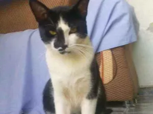 Gato raça Nã sei idade 1 ano nome Frajola