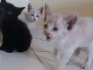 Gato raça  idade Abaixo de 2 meses nome Sem nomes