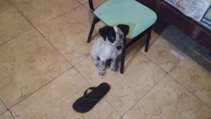 Cachorro raça mestiço idade 2 a 6 meses nome Theo