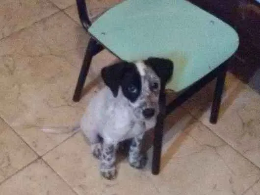 Cachorro raça mestiço idade 2 a 6 meses nome Theo