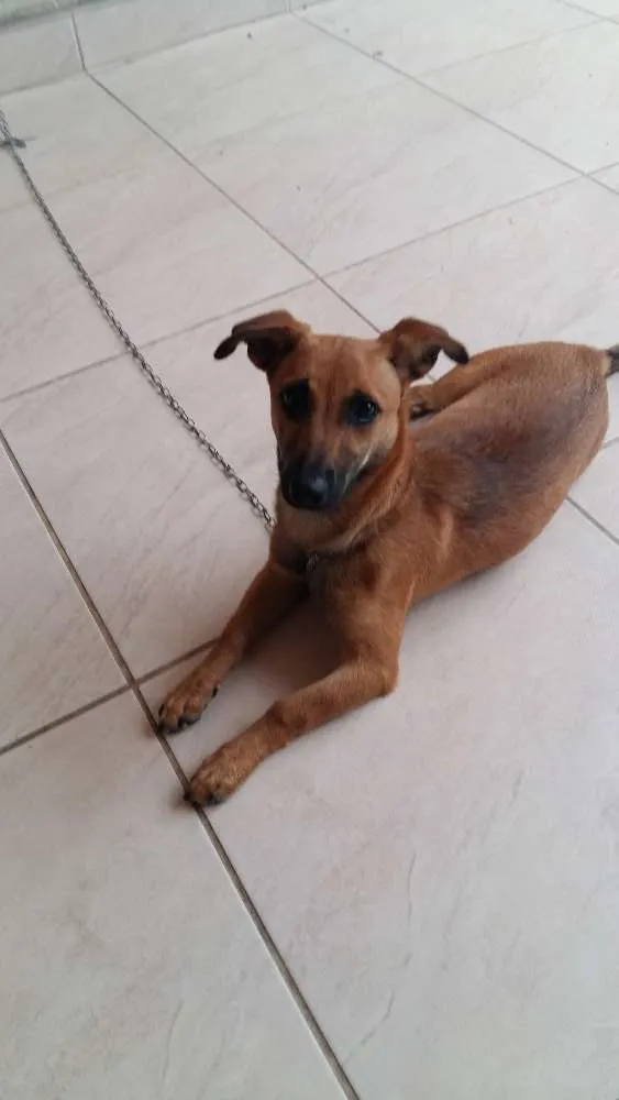 Cachorro ra a Salsichinha com viralata idade 7 a 11 meses nome July