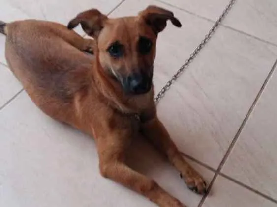 Cachorro ra a Salsichinha com viralata idade 7 a 11 meses nome July