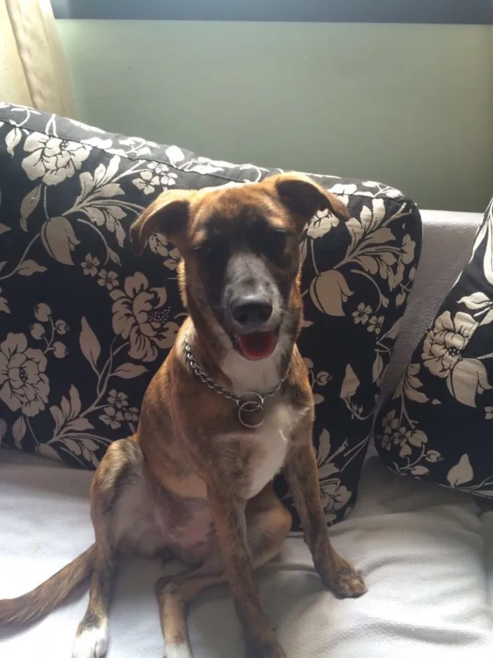 Cachorro raça Raça não definida idade 7 a 11 meses nome Jane
