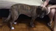 Jane