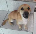 Ari