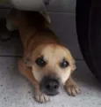 Ari