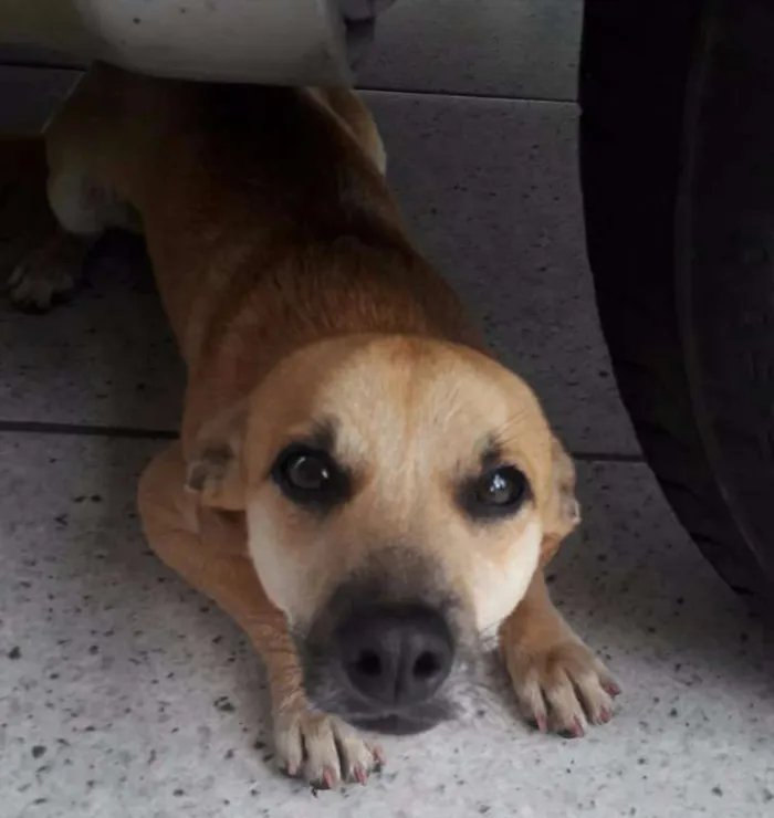 Cachorro ra a SRD idade 1 ano nome Ari