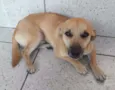Ari