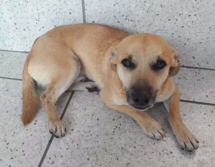 Cachorro ra a SRD idade 1 ano nome Ari