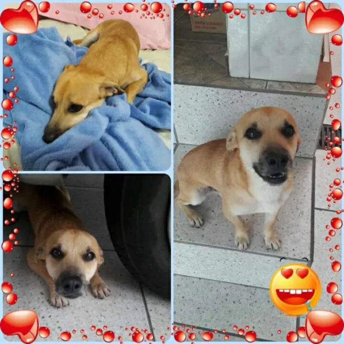 Cachorro ra a SRD idade 1 ano nome Ari