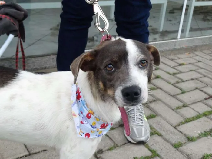 Cachorro ra a SRD idade 1 ano nome Ritinha