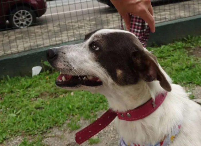 Cachorro ra a SRD idade 1 ano nome Ritinha