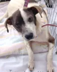 Ritinha