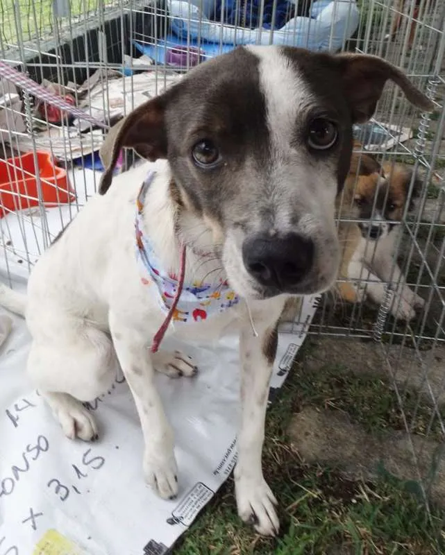 Cachorro ra a SRD idade 1 ano nome Ritinha
