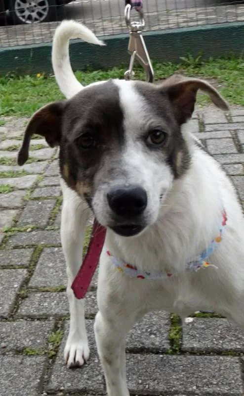 Cachorro ra a SRD idade 1 ano nome Ritinha