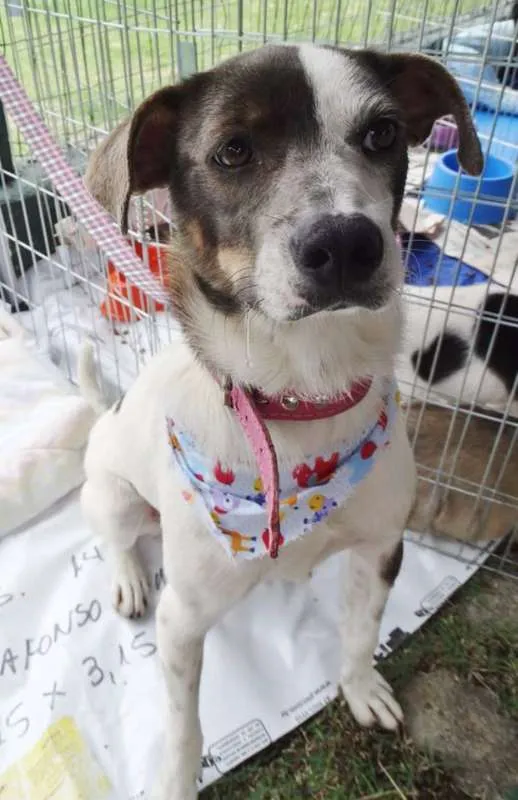 Cachorro ra a SRD idade 1 ano nome Ritinha