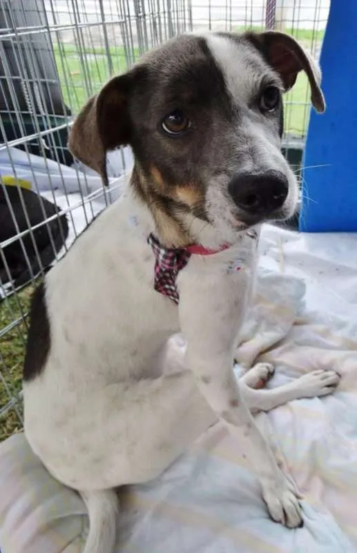 Cachorro ra a SRD idade 1 ano nome Ritinha