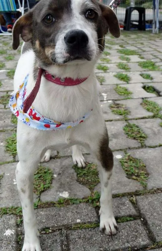 Cachorro ra a SRD idade 1 ano nome Ritinha