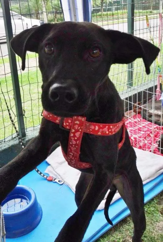 Cachorro ra a SRD idade 7 a 11 meses nome Ayron