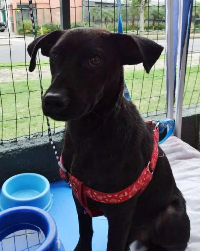 Cachorro ra a SRD idade 7 a 11 meses nome Ayron