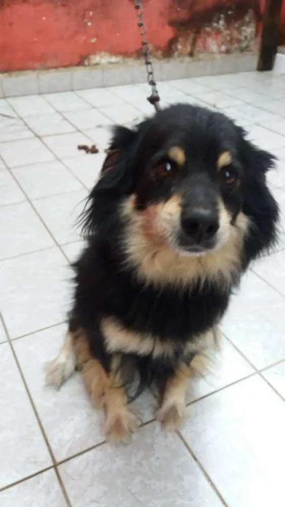 Cachorro ra a Não é de raça  idade 4 anos nome Duke