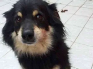 Cachorro raça Não é de raça  idade 4 anos nome Duke