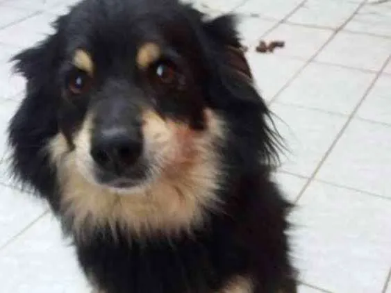 Cachorro ra a Não é de raça  idade 4 anos nome Duke