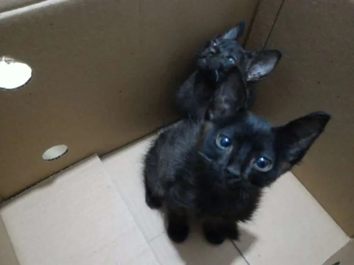 Gato ra a  idade Abaixo de 2 meses nome Pretinho