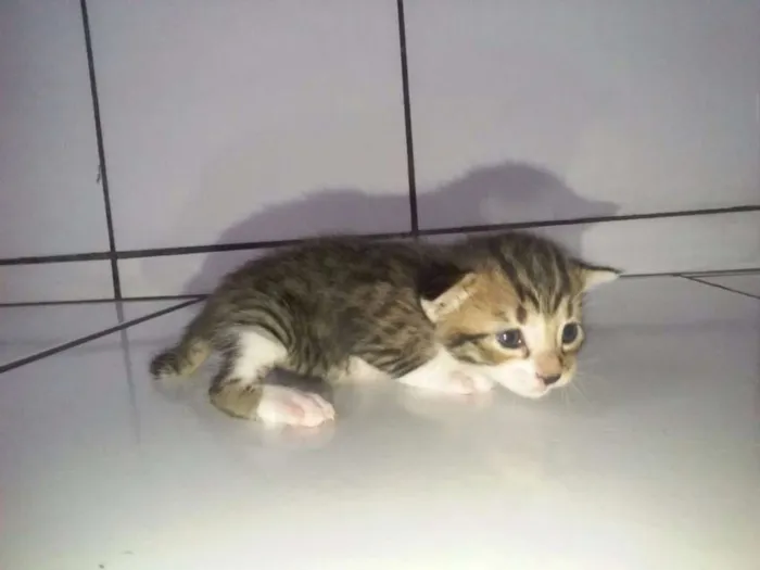 Gato raça  idade Abaixo de 2 meses nome sem nomes 