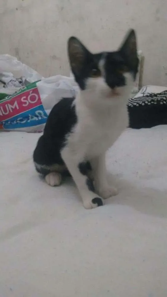Gato ra a Não tem raça idade 2 a 6 meses nome Os dois não tem nome