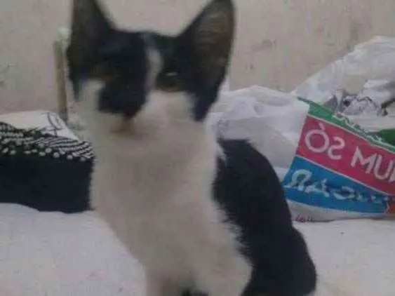 Gato ra a Não tem raça idade 2 a 6 meses nome Os dois não tem nome