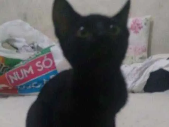 Gato ra a Não tem raça idade 2 a 6 meses nome Os dois não tem nome