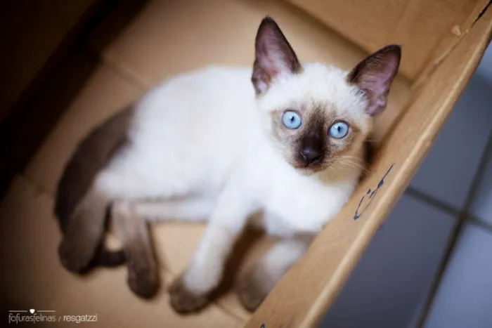 Gato ra a srd idade 2 a 6 meses nome Amendoim
