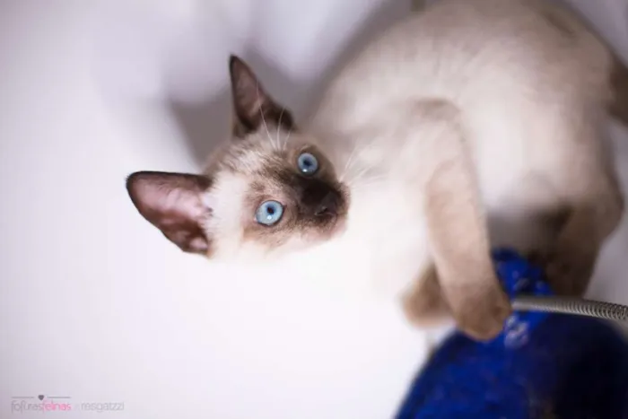 Gato ra a srd idade 2 a 6 meses nome Amendoim