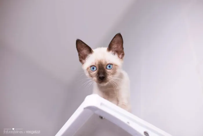 Gato ra a srd idade 2 a 6 meses nome Amendoim