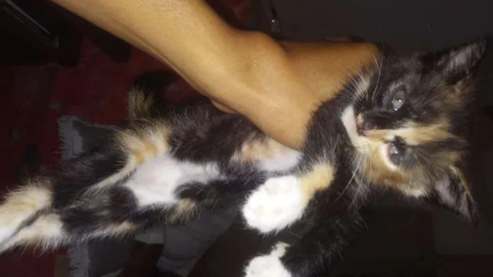 Gato ra a vira lata idade Abaixo de 2 meses nome Hanna