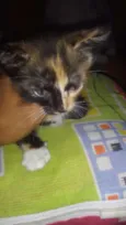 Hanna