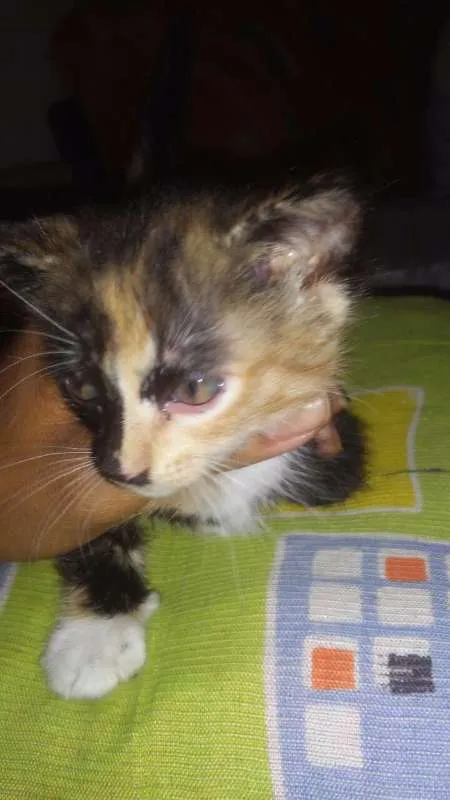 Gato ra a vira lata idade Abaixo de 2 meses nome Hanna