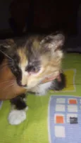 Hanna