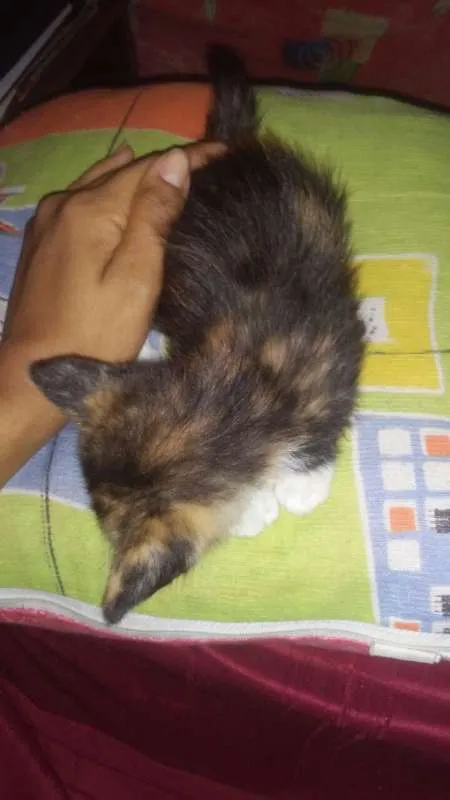 Gato ra a vira lata idade Abaixo de 2 meses nome Hanna