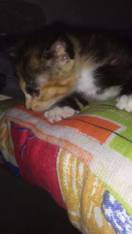Gato ra a vira lata idade Abaixo de 2 meses nome Hanna