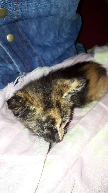 Gato ra a vira lata idade Abaixo de 2 meses nome Hanna