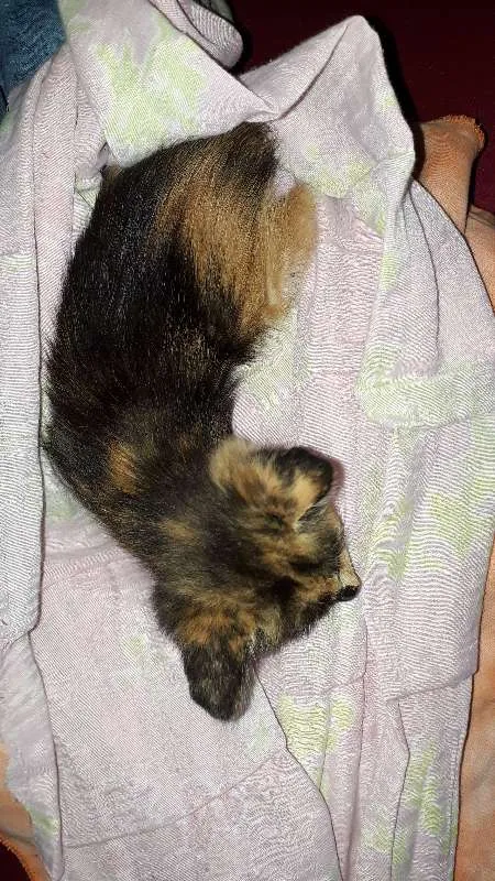 Gato ra a vira lata idade Abaixo de 2 meses nome Hanna