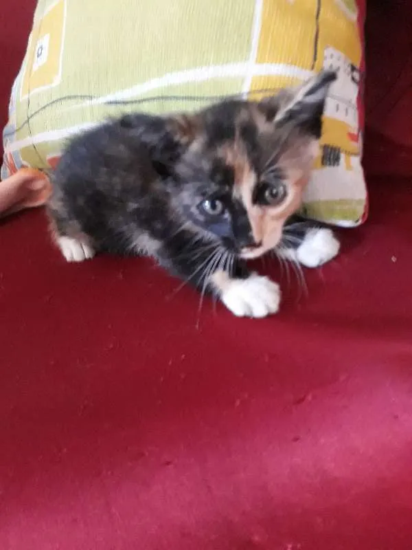 Gato ra a vira lata idade Abaixo de 2 meses nome Hanna