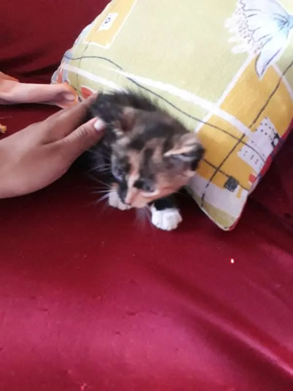 Gato ra a vira lata idade Abaixo de 2 meses nome Hanna
