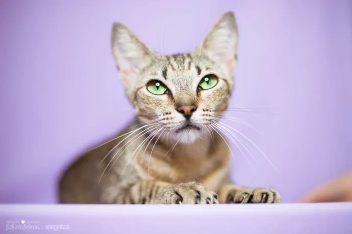 Gato ra a srd idade 1 ano nome Madeleine