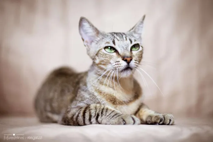 Gato ra a srd idade 1 ano nome Madeleine