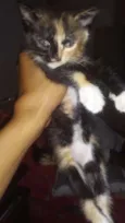 Hanna